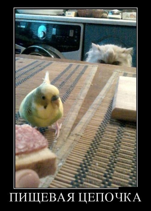 Демотиваторы (30 фото)