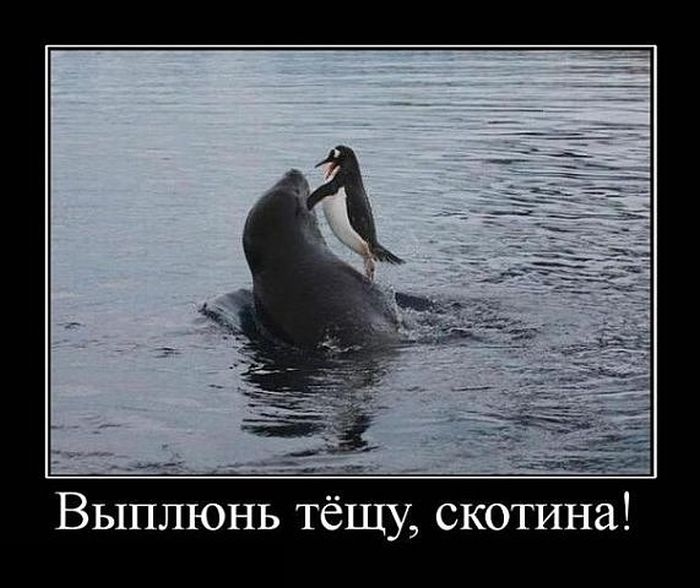 Демотиваторы (30 фото)