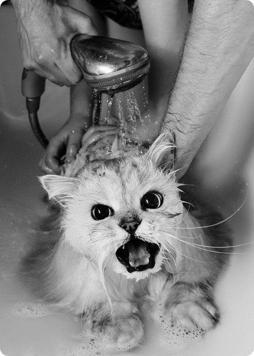 Прикольные картинки (103 фото)