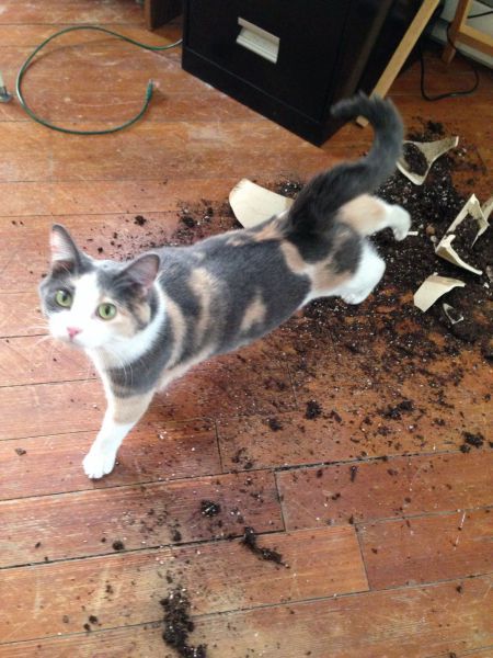 Прикольные картинки (91 фото)