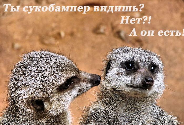 Прикольные картинки (126 фото)