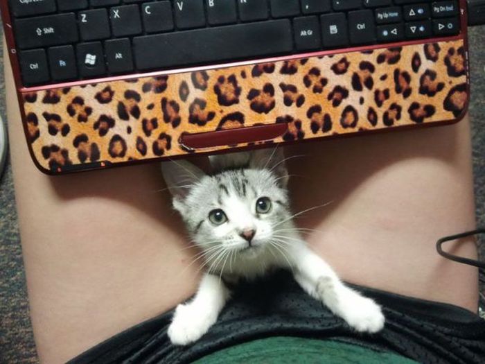 Прикольные картинки (99 фото)