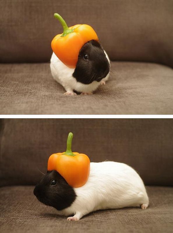 Прикольные картинки (99 фото)