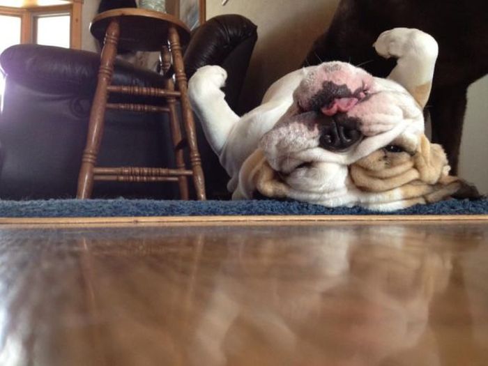 Прикольные картинки (148 фото)