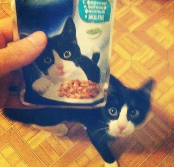 Прикольные картинки (111 фото)